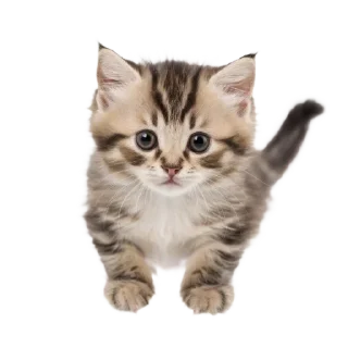🐈