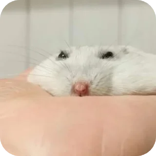 🐹