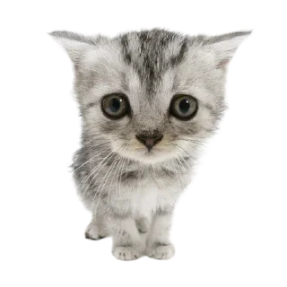 🐱
