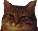 😼