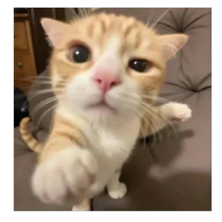 🐱