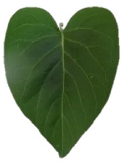 💚