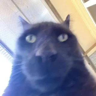 🗿