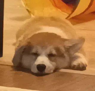 🌟