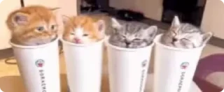🐱
