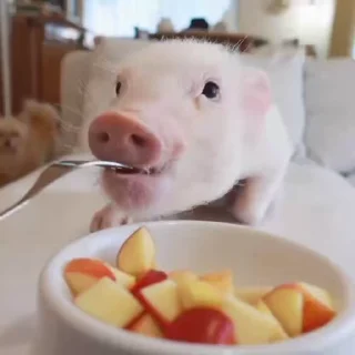 🐽
