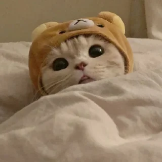 🐈