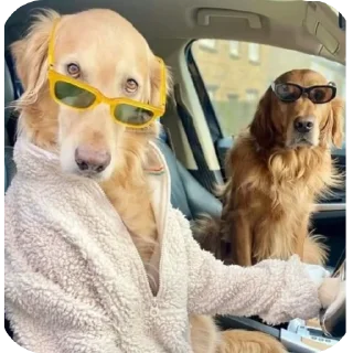 🐶