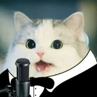 😼