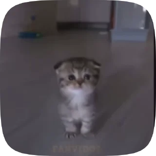 Котики от вайфки!! @wifexxevablog :: @fStikBot