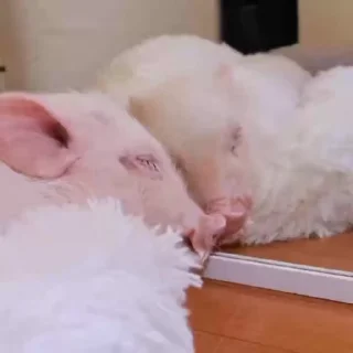 🐽