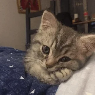 🥺