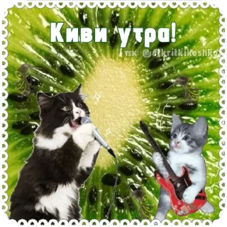 🐱