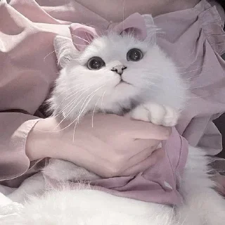 🥺