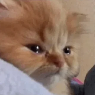 🥺