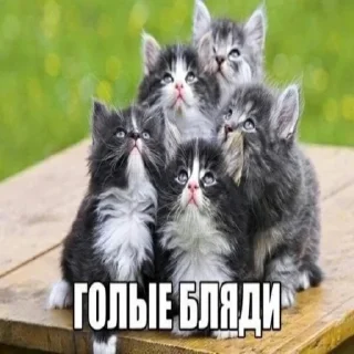 😻