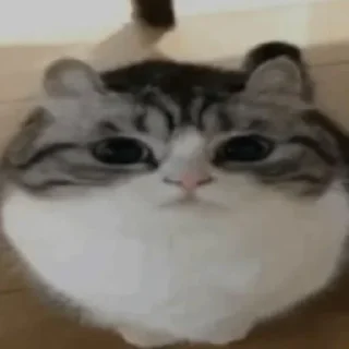 Комаруу