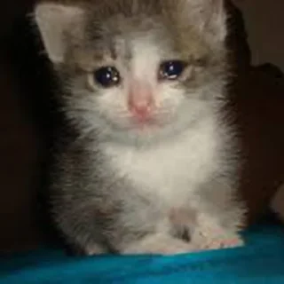 😭