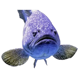 🎏