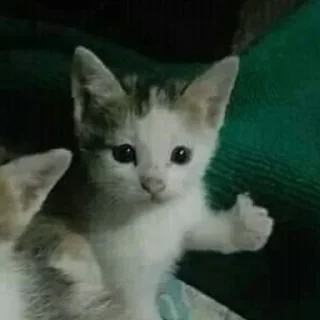 👍