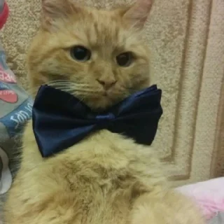 😎