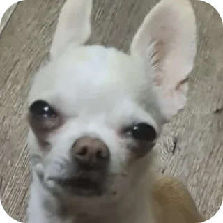 🐶