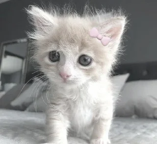 🥺