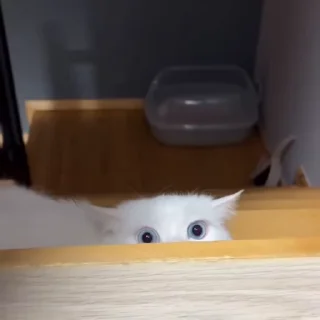 🙀