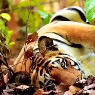 🤩