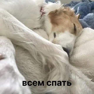 🛏