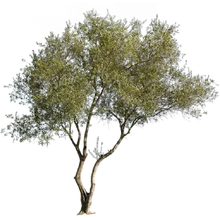 🌳