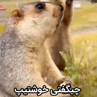 🦫