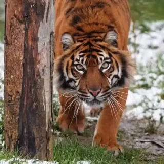 🤩