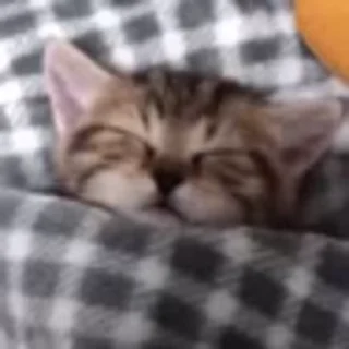 💤