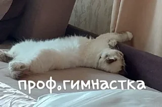 💃
