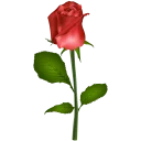 🌹