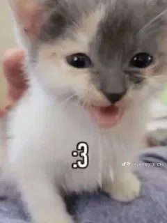 🌟