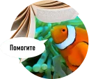 🐟