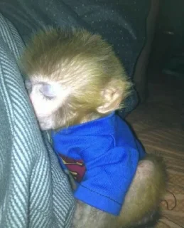 😴