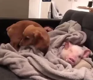 🐷