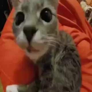 🐈