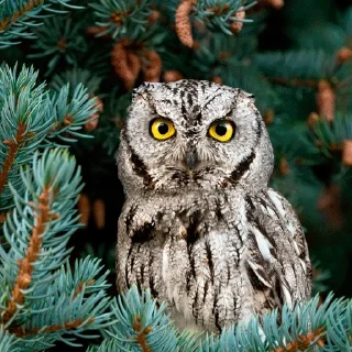 🌲