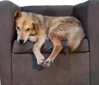 😴