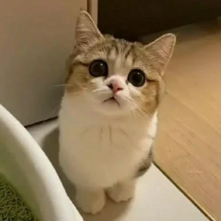 🐈