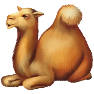 🐪