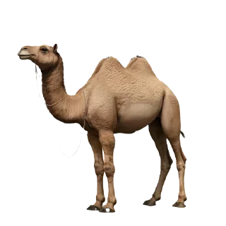 🐫