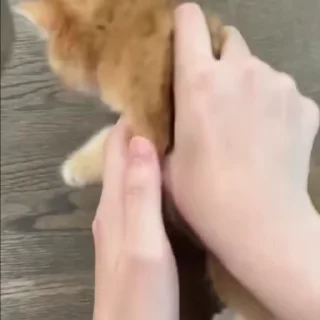 🌟
