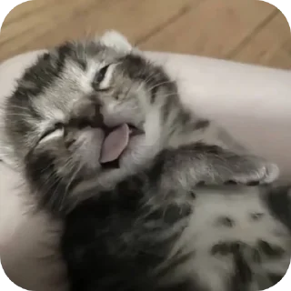 🐱