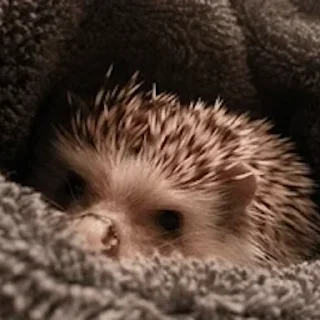 🦔