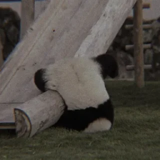 🐼